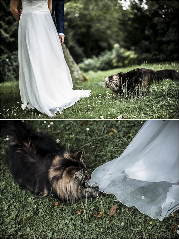 Cats on wedding day