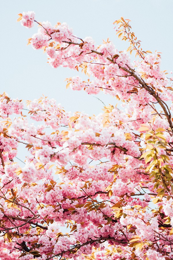 Springtime Cherry Blossom Paris