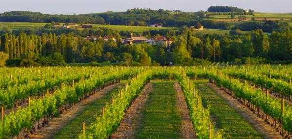 bordeaux vineyards