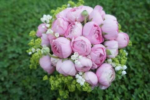 pink ranunculus france