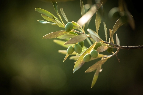 olives provence