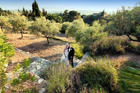 wedding olive trees