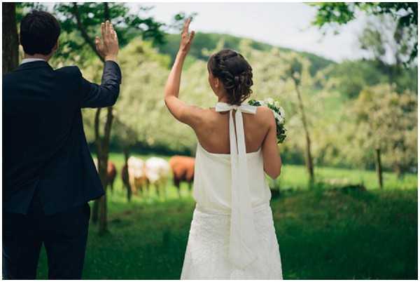 cows wedding