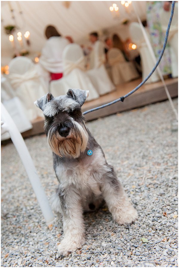 so cute wedding dog