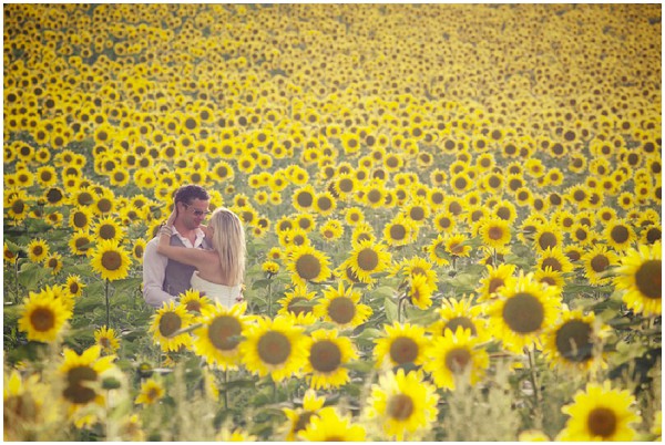 love in a field of sunflowers