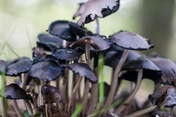 Auvergne mushrooms-