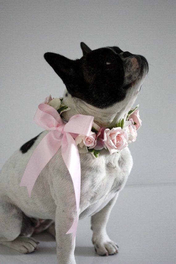 dog flower collar
