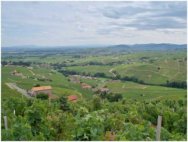 Exploring the Beaujolais region