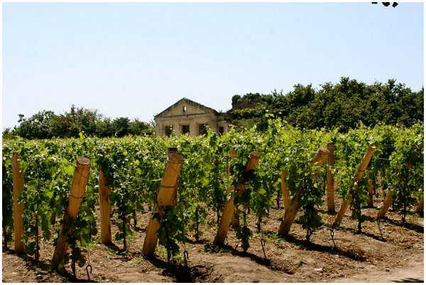 st emilion vineyard
