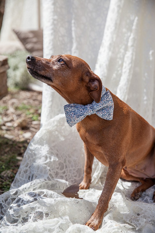 Wedding day dog