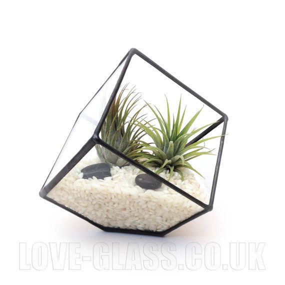 Cube Small Geometric Glass Terrarium