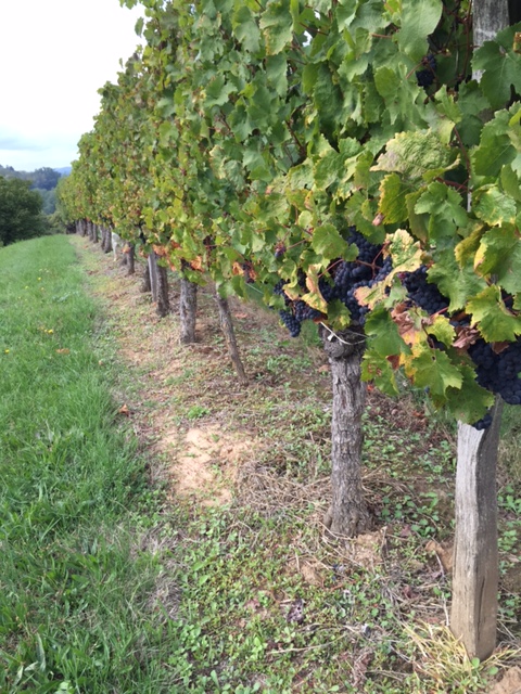 vineyards in France