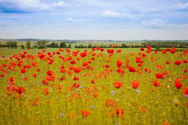Field of poppies in Normandy France