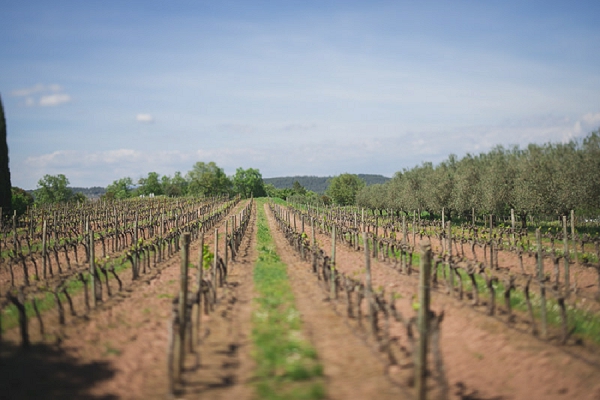 provence vineyard