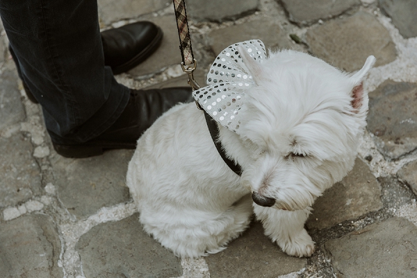 wedding guest dog