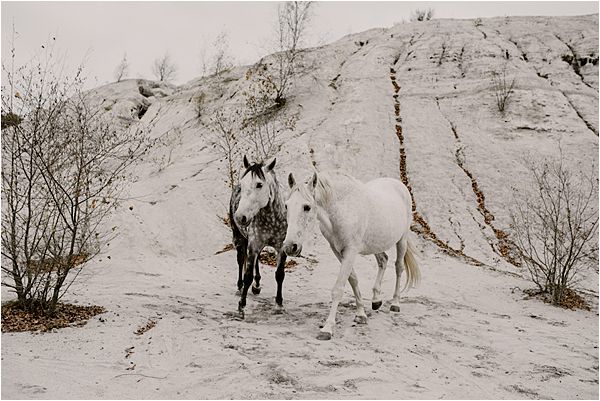 horse's participation at international wedding photography
