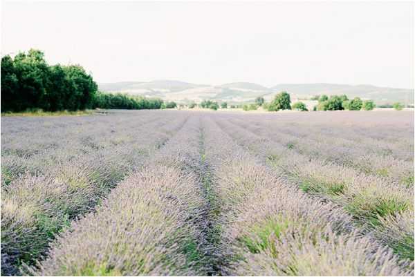 lavender fields in provence | Image by Jeremie Hkb