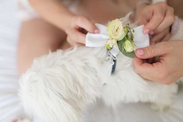 doggy bow tie wedding