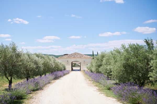 Gravel driveway lined by lavendar and olive trees leads to entrance of Domaine de Bres