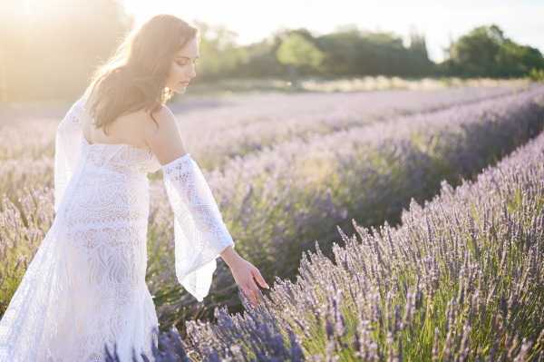 Bride in sunset of Provencal in a lavender field bends to pick lavender