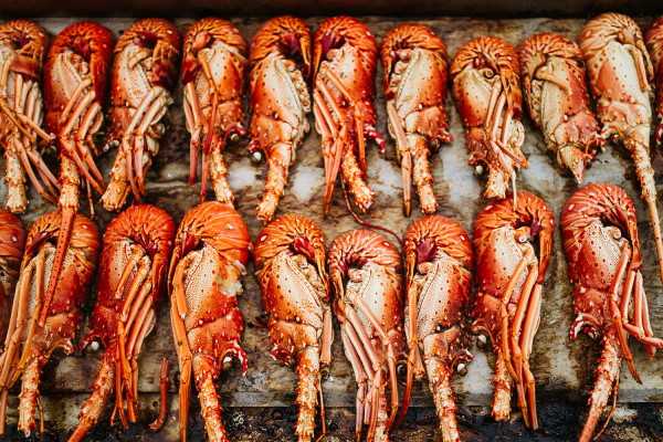 Fresh rows of bright orange lobsters is the food for a nautical themed wedding