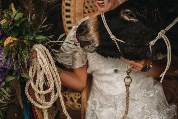 brown donkey's face with reins being held by bride 