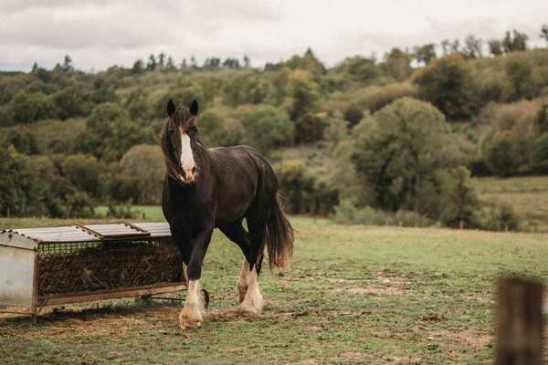 black shire horse in green field