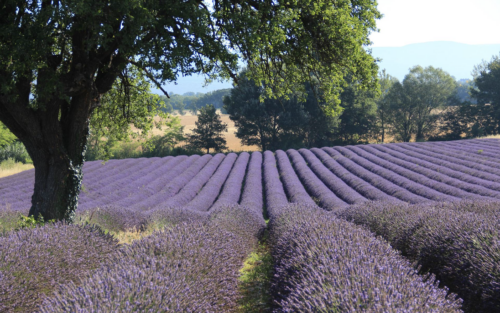 lavender fields france - french wedding