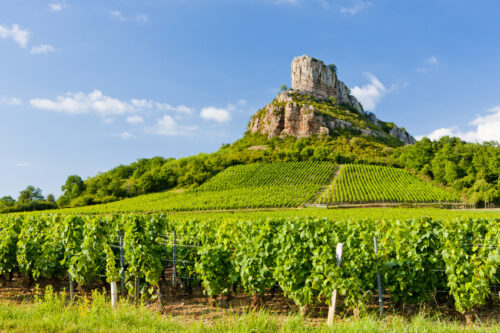 vineyards, Burgundy, France