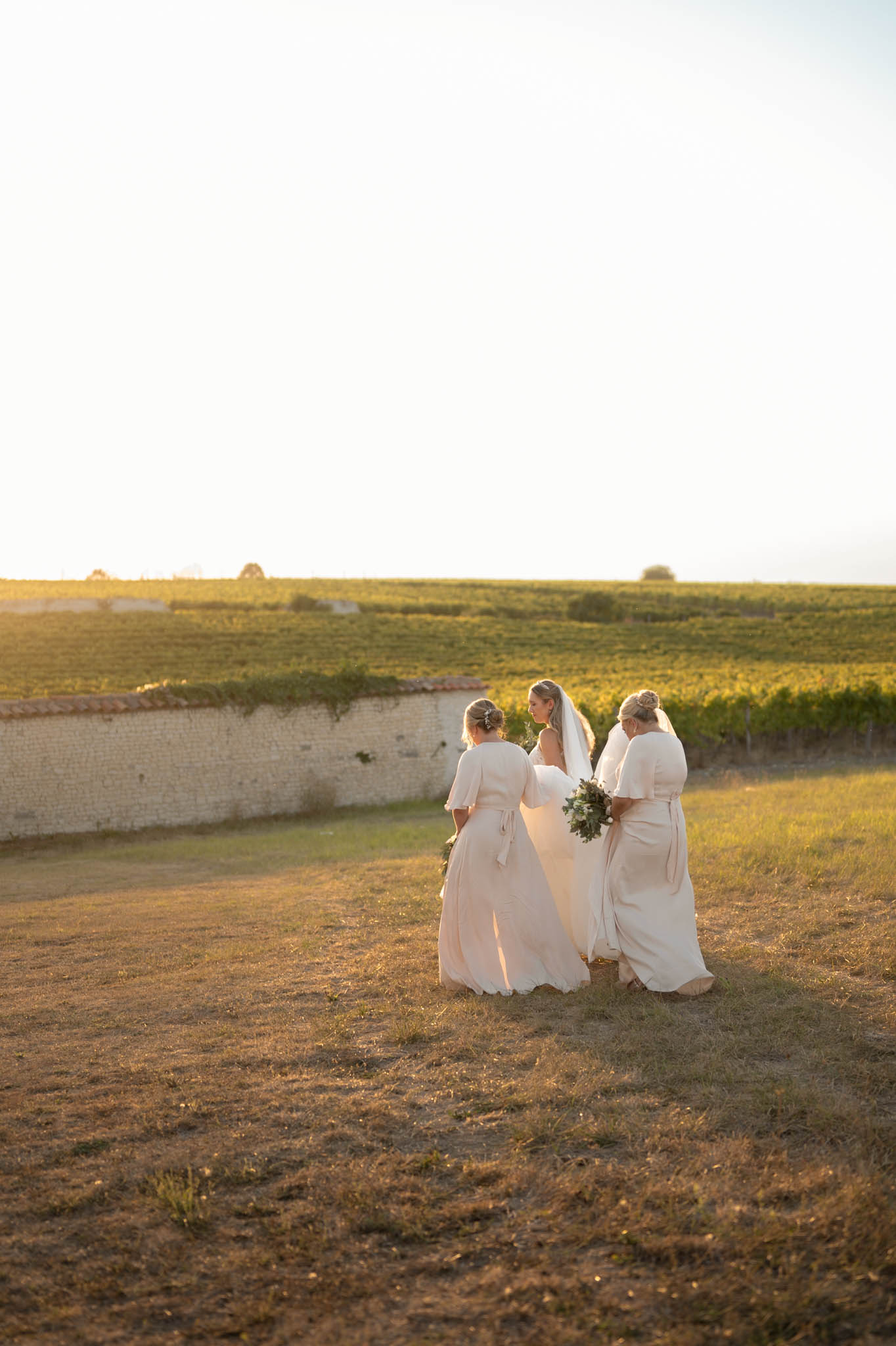 A bride and two bridesmaids are photographed from behind as they walk together across an open field at golden hour, with vineyard rows stretching across the background. The bride wears a white strapless gown with a flowing veil, while both bridesmaids wear floor-length blush wrap dresses with flutter sleeves and satin tie belts. The bridesmaids carry greenery-forward bouquets with minimal florals, featuring lush foliage. All three women have their hair styled up. The warm low-angle sunlight casts a golden tone across the entire scene, with a low stone wall bordering the vineyard in the mid-ground. The shot is a wide portrait taken from ground level, capturing the full figures against the expansive vineyard landscape.