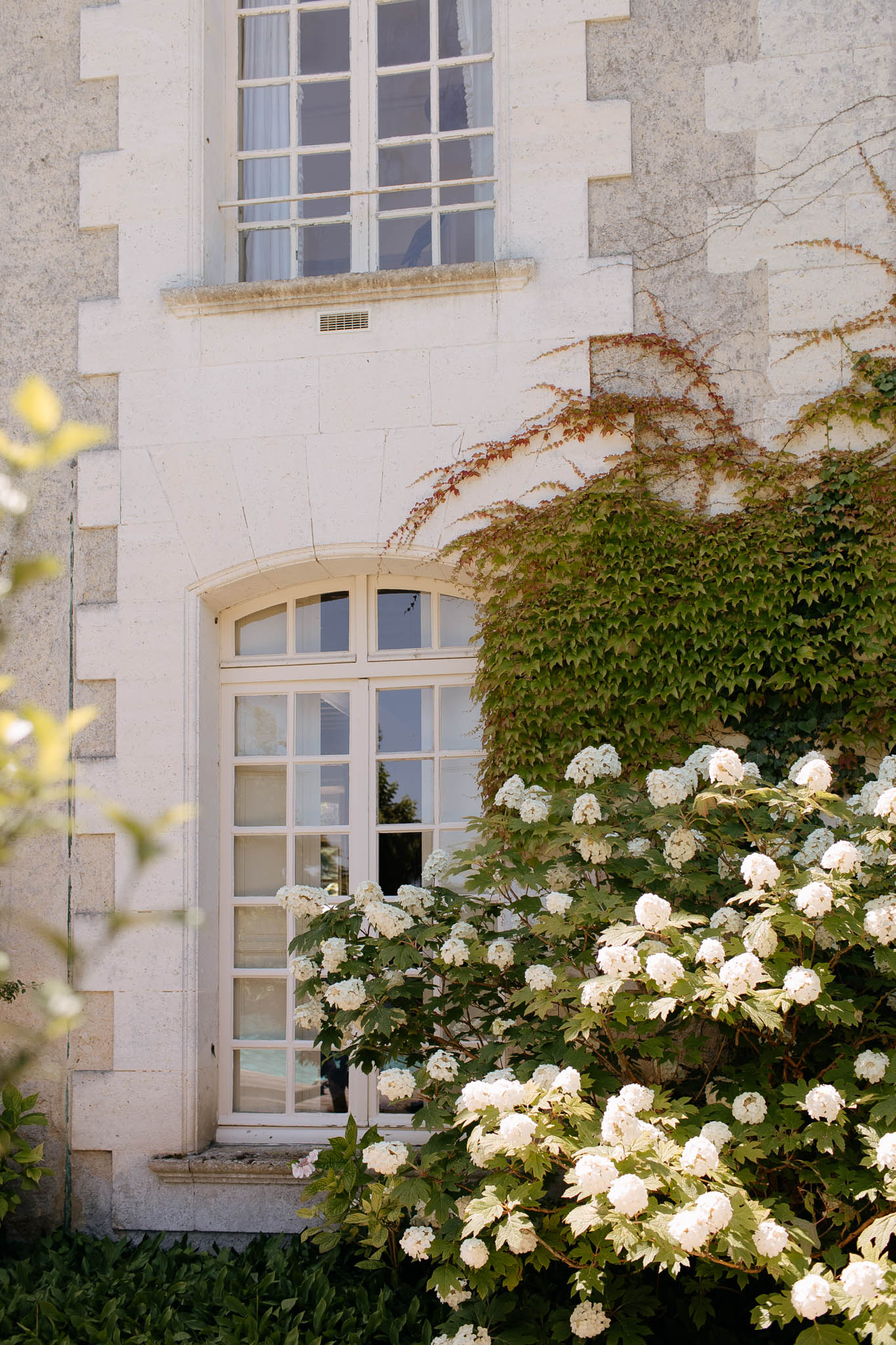 A close-up architectural shot of the exterior facade of a French château, showing two floors of white-painted multi-pane windows with arched detailing on the lower level, set into pale limestone block walls. Climbing ivy with green and rust-toned foliage spreads across the upper portion of the facade. In the foreground, large white snowball viburnum flower clusters bloom densely in front of the arched French doors. No people are visible in the image. Potential venue feature image.