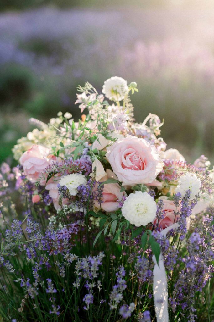 Lavander Fields A.Lucas blush pink flowers sunset