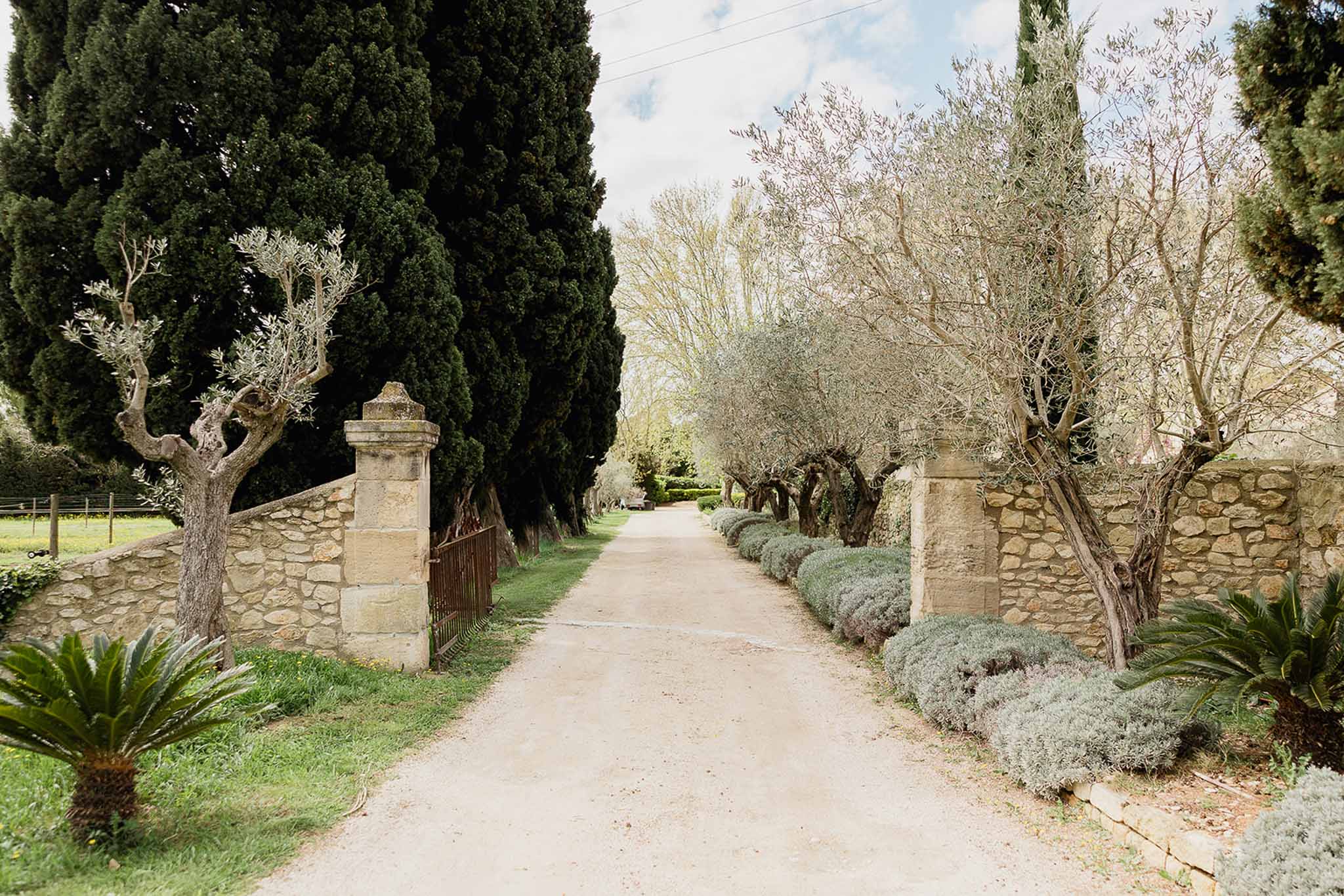 Tree-lined gravel entrance drive to Mediterranean country estate venue with olive trees and cypress