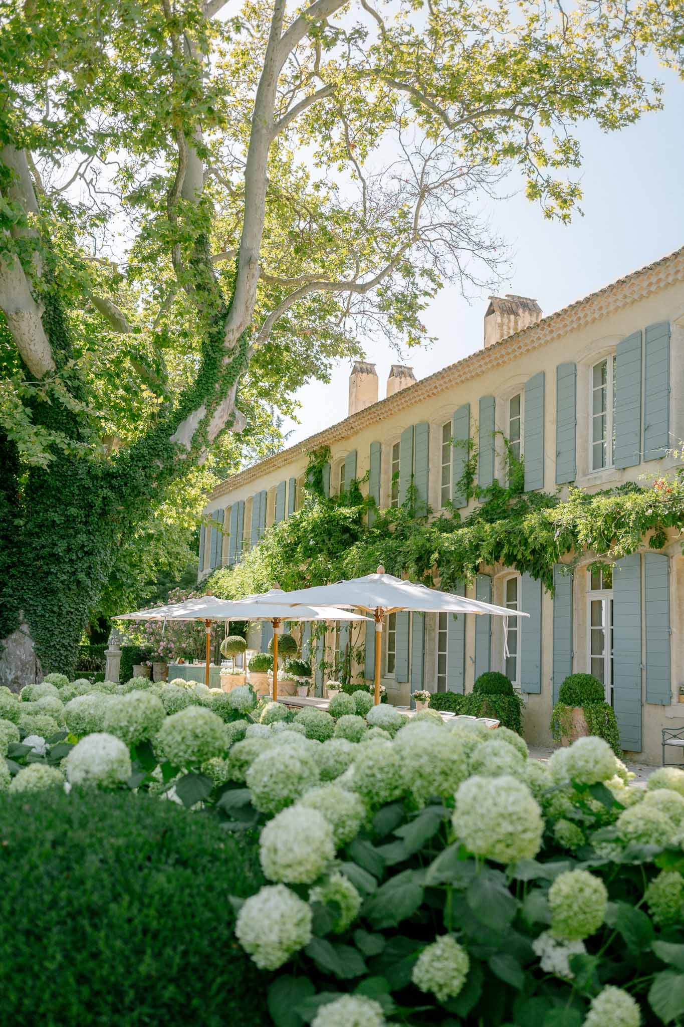 Provencal mas with grey-blue shutters and white market umbrellas on terrace behind border of white hydrangeas