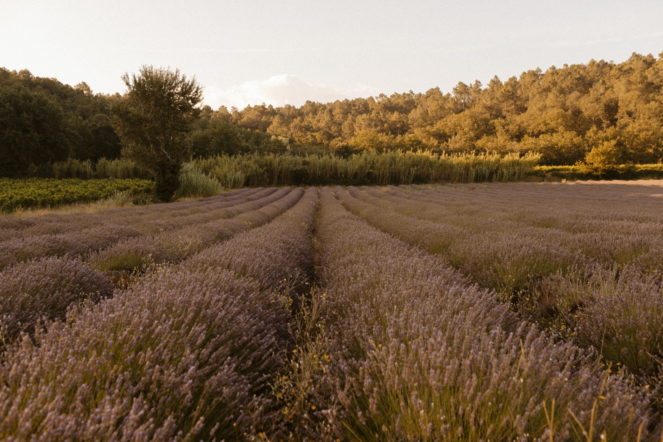 honeymoon in the south of france